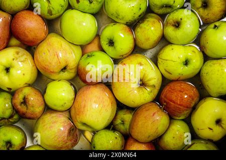 Fallen fruit, yellow-red apples in the water Stock Photo