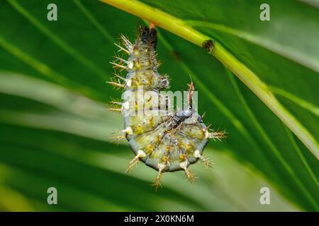 Butterfly caterpillar of the red postman (Heliconius erato) or small postman, Heliconius melpomene Stock Photo