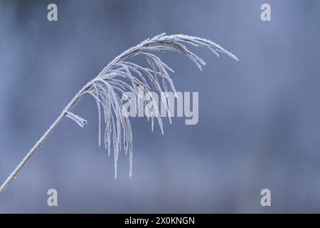 Fruit stand of reeds in winter, hoarfrost, Germany Stock Photo