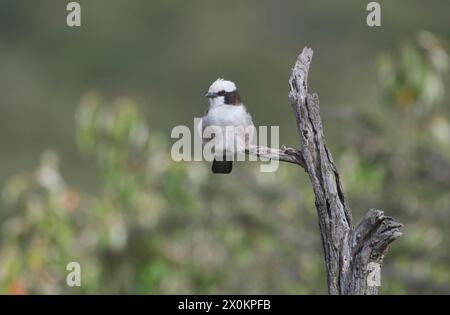 Northern white-crowned shrike (Eurocephalus rueppelli) Stock Photo