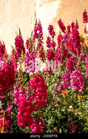 Arkadi Monastery, gladioli, flowers, Crete, Kriti, Rethymnon, West Crete, island, Greece Stock Photo