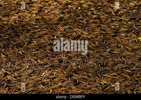 Male catkins of alder (Alnus) floating in the water of a lake, Germany Stock Photo