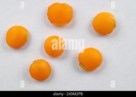 Red lentils levitate on a white background. Close up red lentil. macro. Stock Photo