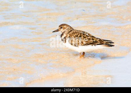 A Ruddy Turnstone, Arenaria interpres, a migratory wading bird on the shore at Pinky Beach, Rottnest Island/Wadjemup, Western Australia. Stock Photo