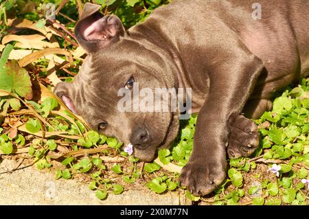 A close-up of a playful male Blue English Staffordshire Bull Terrier puppy lying in a garden bed with a flower near his nose and paws in front. Stock Photo