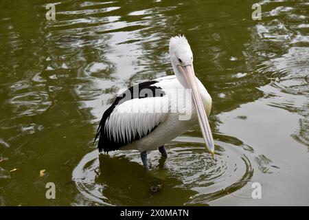 Australian pelicans are one of the largest flying birds. They have a white body and head and black wings. They have a large pink bill. Stock Photo