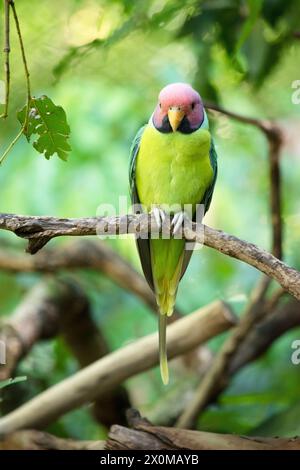 The plum-headed parakeet is a mainly green parrot. The male has a red ...