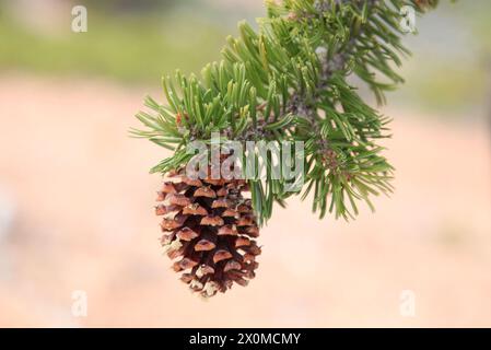 Intermountain Bristlecone Pine (Pinus longaeva) cone in Dixie National Forest, Utah Stock Photo