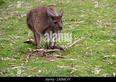 Western grey kangaroos have short hair, powerful hind legs, small forelimbs, big feet and a long tail. They have excellent hearing and keen eyesight. Stock Photo