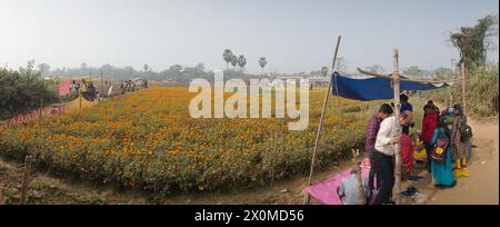 Khirai, West Bengal, India - 23.01.23 : Panorama of visitors at field of orange marigold flowers at valley of flowers. Harvested here for sale. Tagete Stock Photo