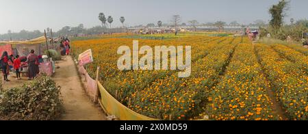 Khirai, West Bengal, India - 23.01.23 : Panorama of visitors at field of orange marigold flowers at valley of flowers. Harvested here for sale. Tagete Stock Photo