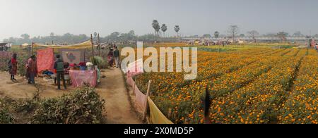 Khirai, West Bengal, India - 23.01.23 : Panorama of visitors at field of orange marigold flowers at valley of flowers. Harvested here for sale. Tagete Stock Photo