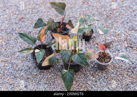 Homalomena cf. aromatica (Spreng.) in the pot Stock Photo