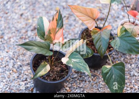 Homalomena cf. aromatica (Spreng.) in the pot Stock Photo