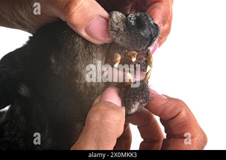 tartar teeth of old dog in studio Stock Photo