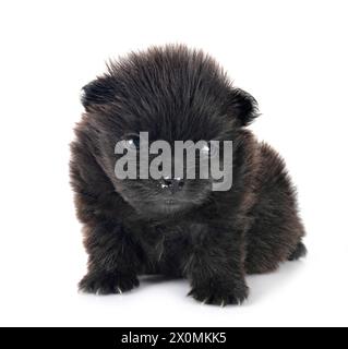 young pomeranian in front of white background Stock Photo