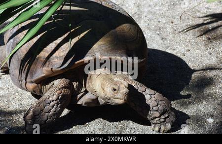 Melbourne, United States. 12th Apr, 2024. An African spurred tortoise is seen at the Brevard Zoo in Melbourne. Credit: SOPA Images Limited/Alamy Live News Stock Photo
