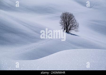 Hilly agricultural countryside snow-covered pastures and a tree at Seiser Alm in winter. Stock Photo
