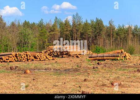 Stacked tree trunks felled by the logging timber industry in pine forest Stock Photo