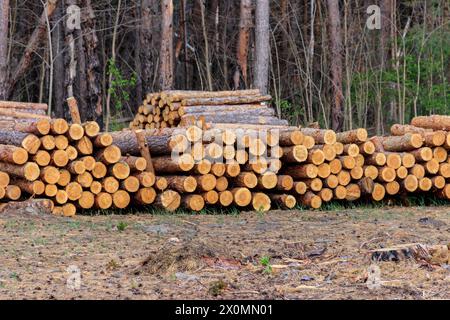 Stacked tree trunks felled by the logging timber industry in pine forest Stock Photo