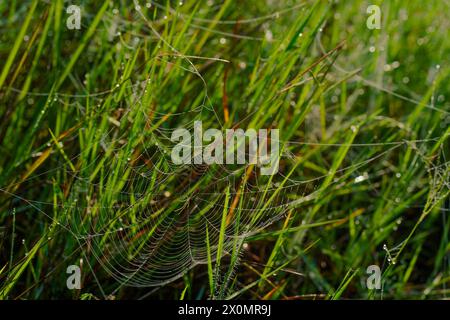 green view of An abandoned spider web is cover of dew after the rain in the deep forest Stock Photo