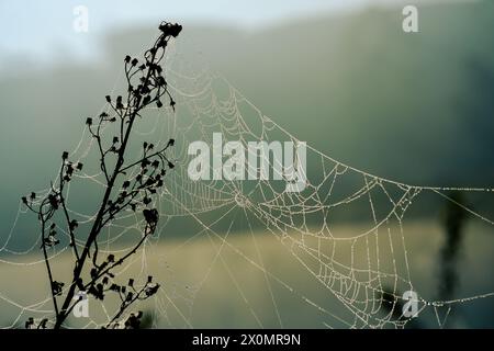 An abandoned spider web is cover of dew after the rain in the deep forest- silence background Stock Photo