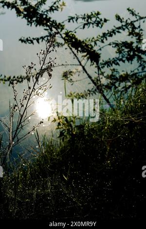 An abandoned spider web is cover of dew after the rain in the deep forest. sunrise Stock Photo