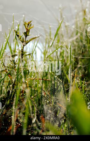 sunrise with An abandoned spider web is cover of dew after the rain in the deep forest Stock Photo