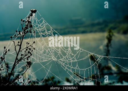 An abandoned spider web is cover of dew after the rain in the deep forest Stock Photo