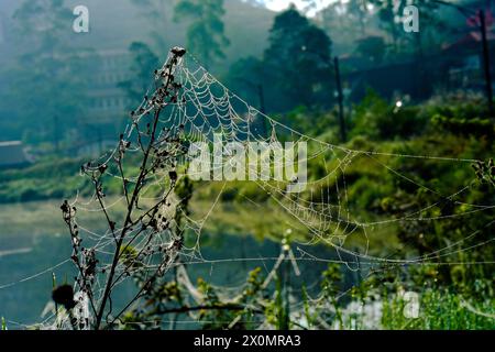 An abandoned spider web is cover of dew after the rain in the deep forest Stock Photo