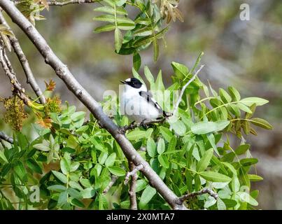 Collared Flycatcher (Ficedula albicollis), Paphos, Cyprus Stock Photo