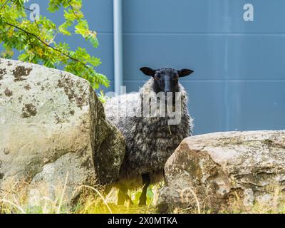 A sheep is seen standing next to large rocks in a vast field. The animal appears calm and is surrounded by the rocky terrain under a clear sky. Stock Photo