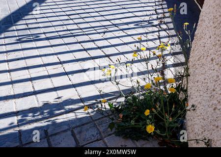 Plant surviving on the pavement in Villajoyosa Stock Photo