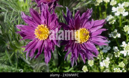 Two hybrid double purple flowers Pulsatilla vulgaris 'Papageno' on a sunny spring day Stock Photo