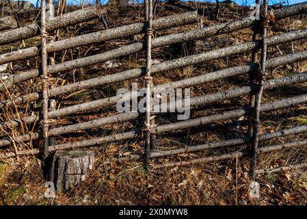 Wooden fence, assembled from flexible branches in sunset Stock Photo