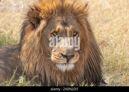 The Lion's rest on the hot days of the southern summer Stock Photo