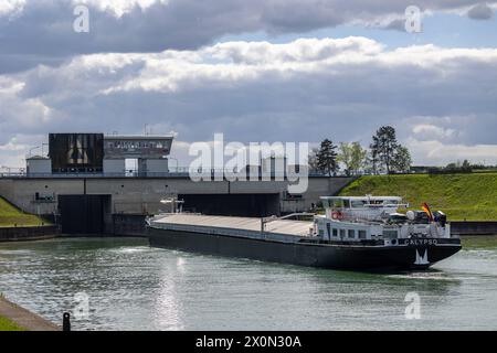 Binnenschifffahrt auf dem Rhein Das Gütermotorschiff Calypso fährt unbeladen flussaufwärts auf dem Rhein in die französische Schleuse Gerstheim ein, begleitet von strahlendem Frühlingswetter. Gerstheim Bas-Rhin Frankreich *** Inland waterway transport on the Rhine The Calypso motor cargo vessel enters the French lock at Gerstheim upstream on the Rhine, accompanied by bright spring weather Gerstheim Bas Rhin France 20240410-6V2A0623 Stock Photo