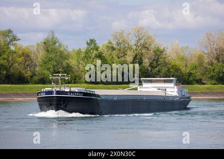 Binnenschifffahrt auf dem Rhein Das Gütermotorschiff Calypso fährt unbeladen flussaufwärts auf dem Rhein in Richtung der französischen Schleuse Gerstheim, begleitet von strahlendem Frühlingswetter. Gerstheim Bas-Rhin Frankreich *** Inland waterway transport on the Rhine The motorized cargo vessel Calypso sails unloaded upstream on the Rhine towards the French lock at Gerstheim, accompanied by bright spring weather Gerstheim Bas Rhin France 20240410-6V2A0605 Stock Photo