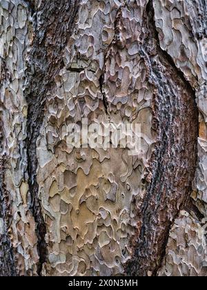 Close-up of peeling plane tree bark with natural abstract patterns and textured surface, a detailed botanical background image of organic nature desig Stock Photo