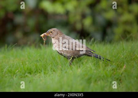 A female Blackbird on green lawn with worms in mouth Stock Photo