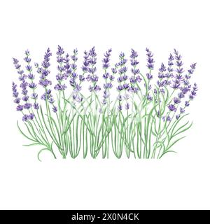 Lavender flowers purple Watercolor delicate composition. Isolated hand drawn illustration. Floral bouquet, herbs of Provence. Botanical drawing templa Stock Photo