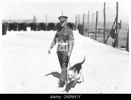 THESE PHOTOGRAPHS ARE TO ILLUSTRATE OBSERVER STORIES BY CAPT. SHEARER - L/Cpl. H. Wallis of 68 King Alfred Street, Derby, is seen exercising his police dog, 'Lady'. Observer Story No. 78. Photographic negative , British Army Stock Photo