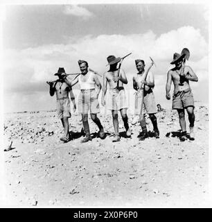Australian and Polish soldiers from the Independent Carpathian Rifles Brigade perform trench digging during the Siege of Tobruk in 1941, earning the nickname 'Rats of Tobruk'. Stock Photo
