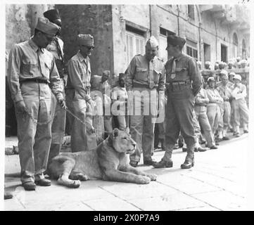 THE ALLIED ARMIES IN THE ITALIAN CAMPAIGN, 1943-1945 - Officers of the US Fifth Army looking at a lioness, the regimental mascot of the Senegalese Tirailleurs, during French celebrations of the Bastille Day at Siena, 14 July 1944 US Army, French Army Stock Photo