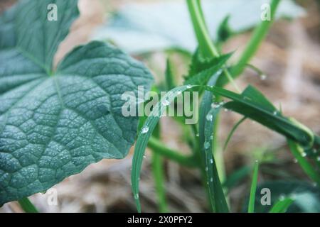 Green cucumber plants that are still young and have fresh green leaves Stock Photo