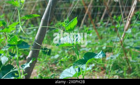 Green cucumber plants that are still young and have fresh green leaves Stock Photo