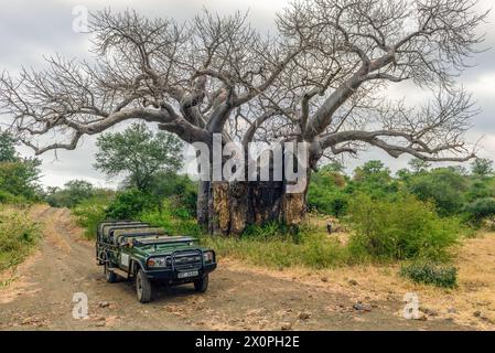 Very large Baobab Tree in The Makuleke Contract park of Northern Kruger, Limpopo Region, South Africa Stock Photo