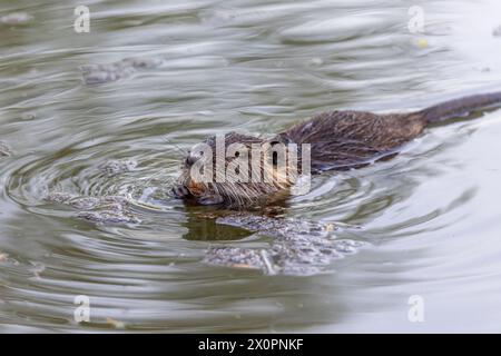 A young nutria or coypu (Myocastor coypus) swims in the river Stock Photo