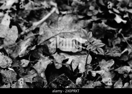 Spring UK, B&W Ash Tree Emerging Through Leaf Litter Stock Photo