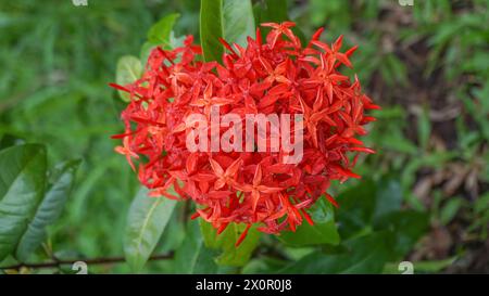 Japanese Ashoka flowers are bright red Stock Photo
